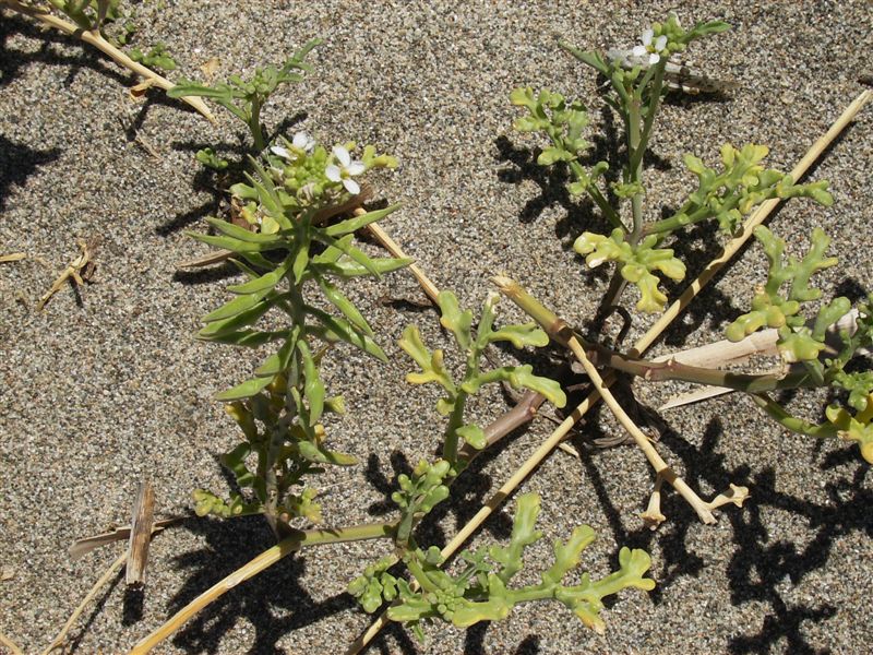Cakile maritima